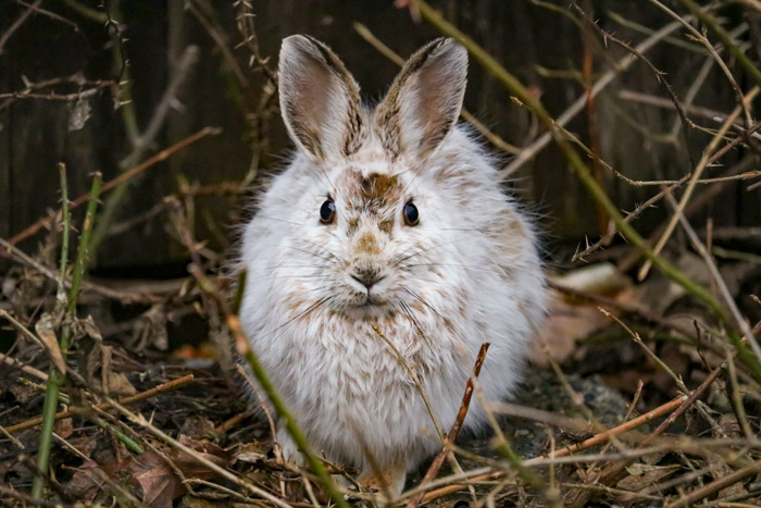 A Snowshoe Hare Turning White To Brown In The Spring
