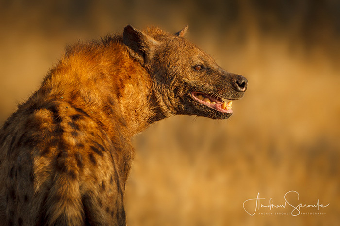 An Adult Spotted Hyena In Timbavati In South Africa