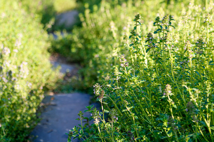A Close Up Of A Walking Path With Creeping Thyme