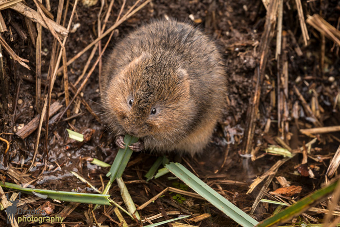 Water Vole Eating Grass