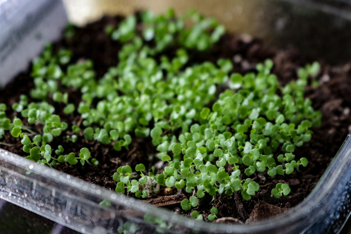 Young Growing Thyme In Plastic Containers