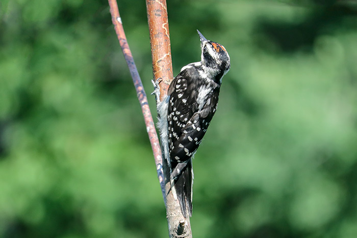 A Young Male Hairy Woodpecker