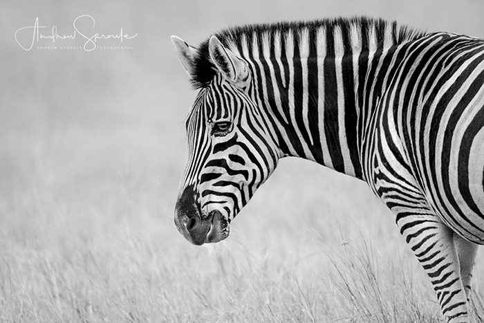 A Male Plains Zebra In The Okavango Delta In Botswana