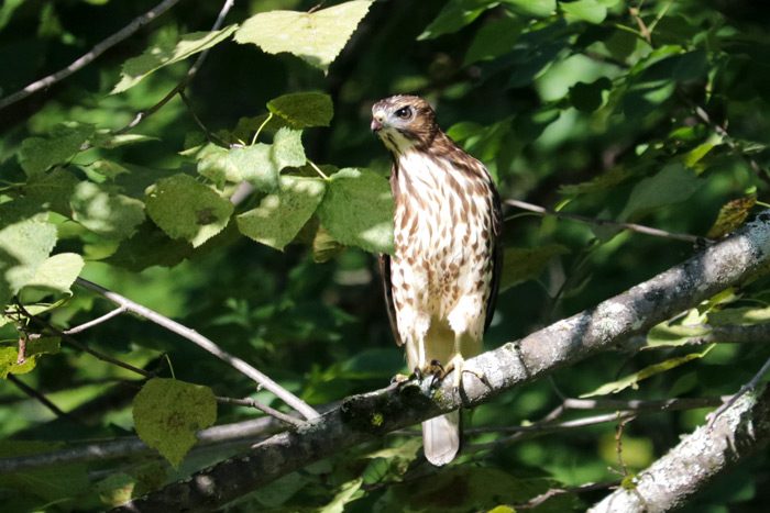 A Juvenile Broad Winged Hawk