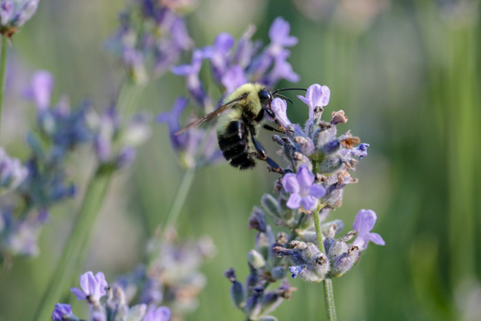 Bee Gathering Nectar From Lavender
