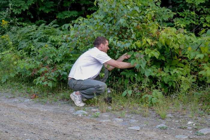 Blackberry Picking In Maine