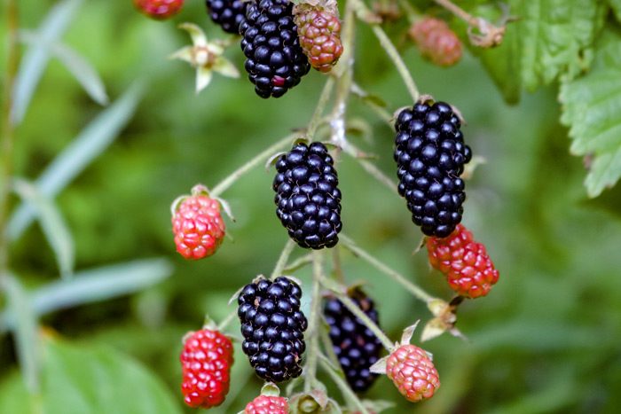Ripe, ripening, and unripe blackberries