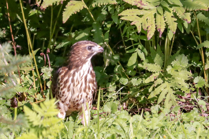 A Broad Winged Hawk In Front Lawn In Maine