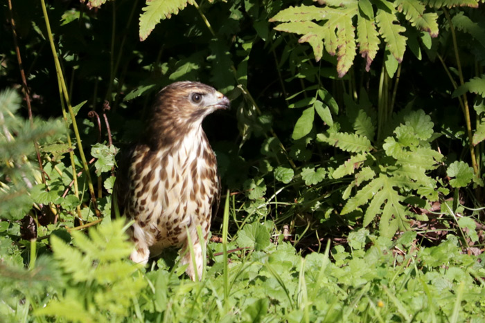 Broad Winged Hawk In The Grass