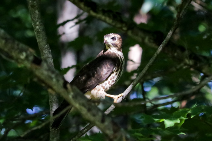 A Broad Winged Hawk Perched In The Woods