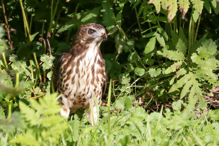 A Broad Winged Hawk On The Ground