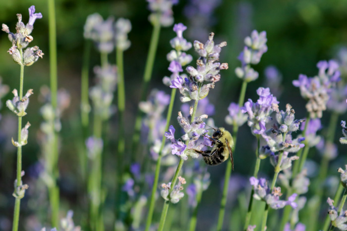 Bumble Bee On Lavender