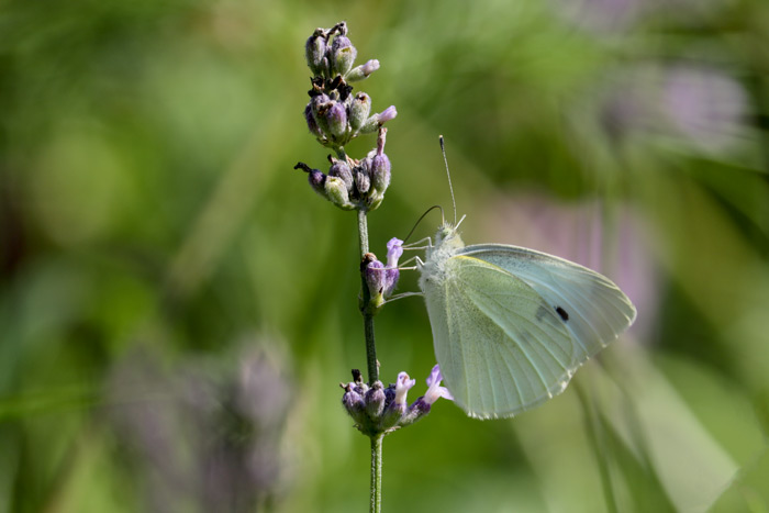 A Cabbage Butterfly On Lavender