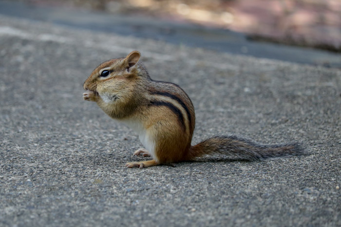 A Chipmunk Eating Seed From The Side