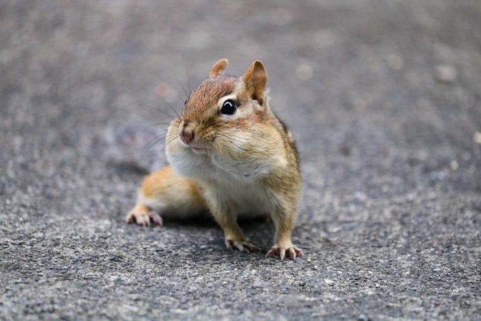 Chipmunk Facing Forward With Cheeck Pouch Full Of Seed