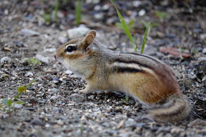 Chipmunk Searching For Food