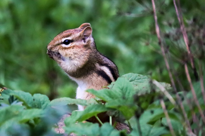 Chipmunk With Paws To Mouth