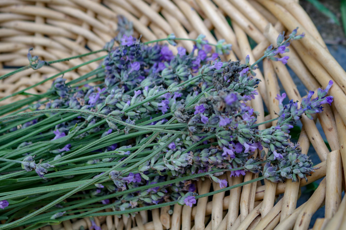 Cut And Gathered Lavender In A Wicker Basket