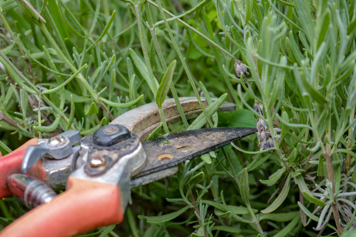 Cutting Lavender With Pruning Shears
