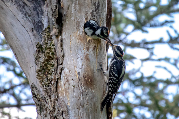 Father Hairy Woodpecker Feeding Young