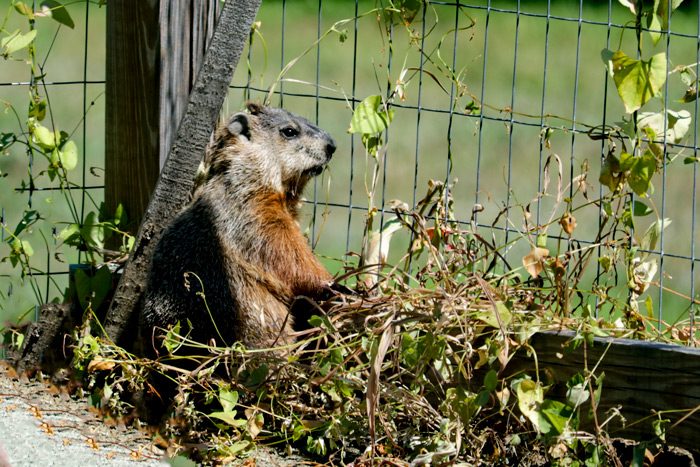 Groundhog Looking From Inside Of A Fence