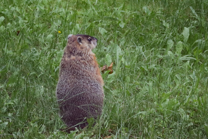 The Back Of A Groundhog