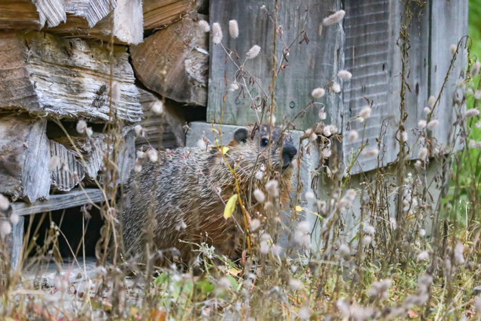 A Groundhog Coming Out From Under A Woodpile