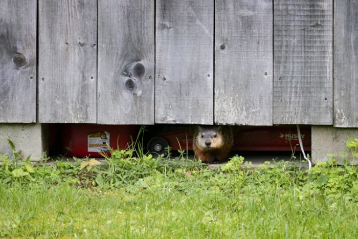 Groundhog In Garage