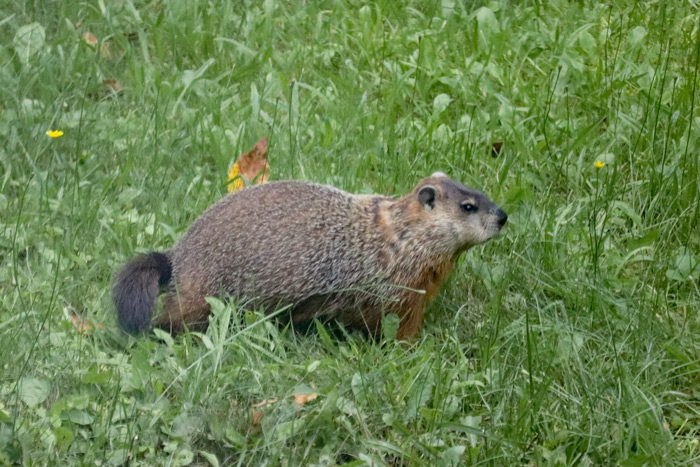 Groundhog In Grass
