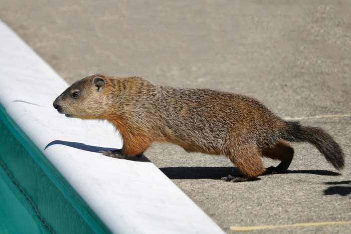A Groundhog Looking Into A Pool