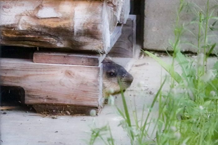 A Groundhog Under A Wood Pallet