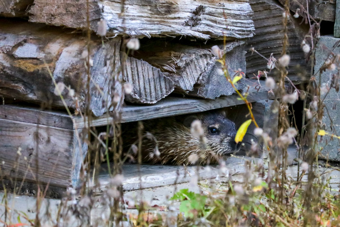 Another View Of A Groundhog Under Woodpile