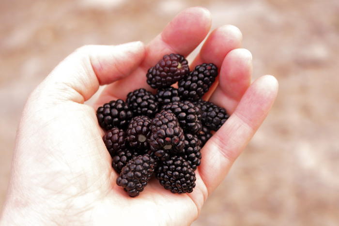 A Handful Of Blackberries