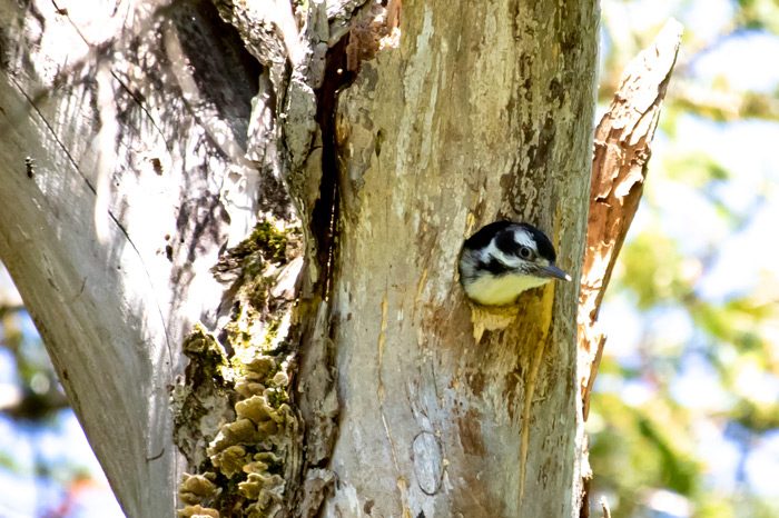 Juvenile Woodpecker In Nest Cavity