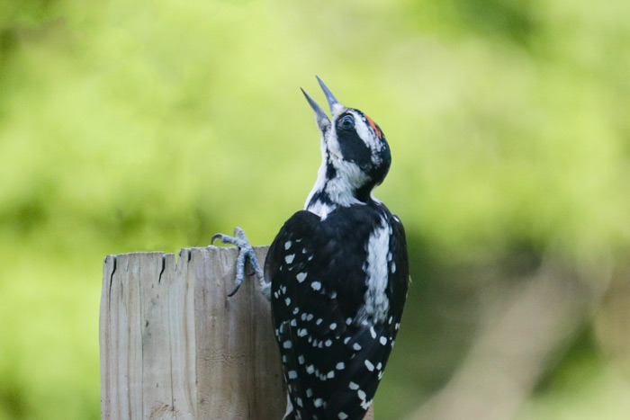 Young Hairy Woodpecker Perched On A Post