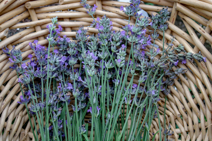 Lavender Gathered In A Basket