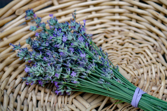 Lavender Bunch In Rubber Band