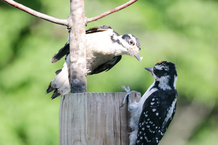 Mother Feeding Suet To Young Woodpecker