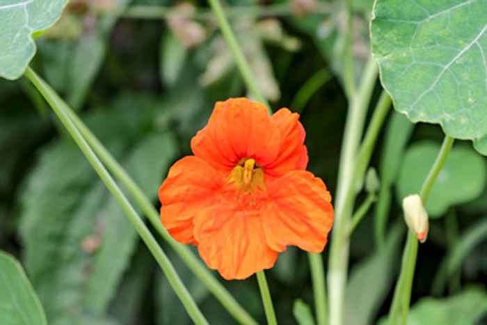 Orange Garden Nasturtium