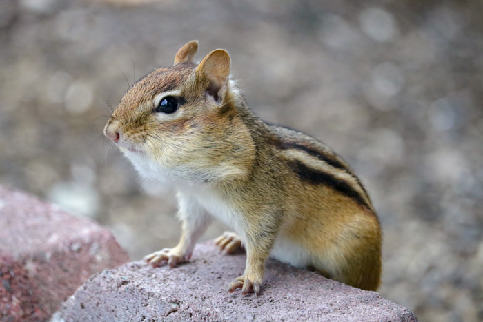 Side View Of An Eastern Chipmunk