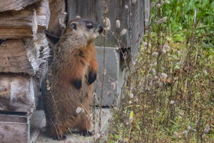 Groundhog Standing Outside Home