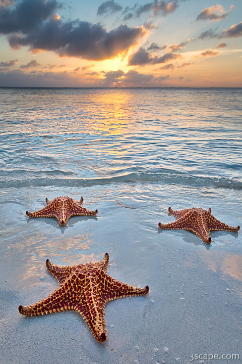 Starfish On Grand Cayman