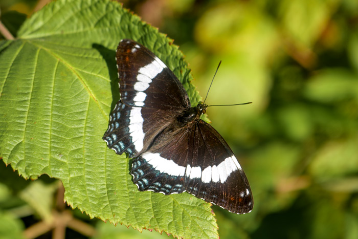 White Admiral Butterfly On A Blackberry Bush