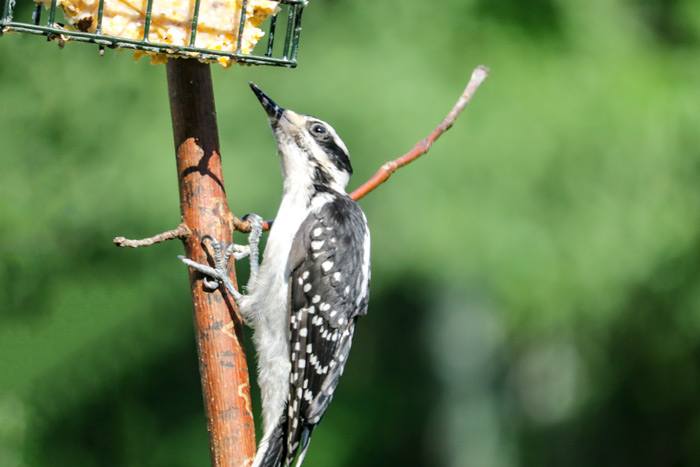 Young Woodpecker Eating Suet