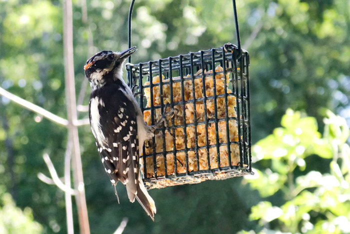 A Young Woodpecker Eating On Its Own
