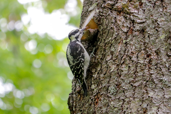 Young Woodpecker With Tongue Sticking Out