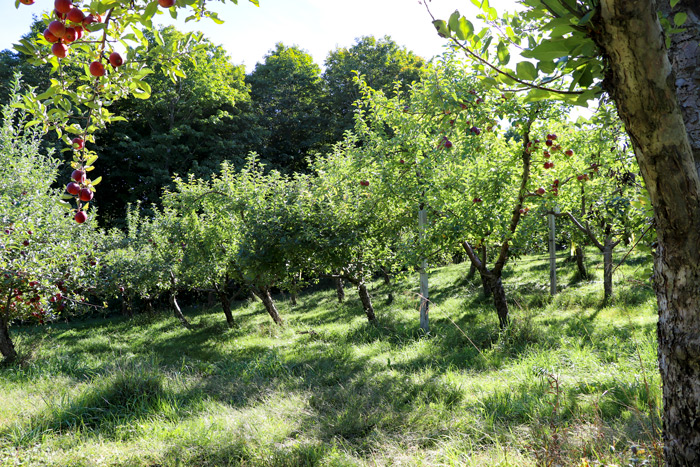 Apple Trees And Grass