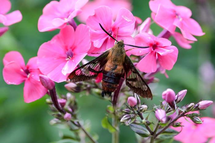 An August Hummingbird Moth Hemaris