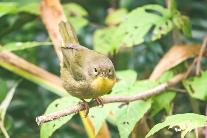 A Female Common Yellowthroat Warbler