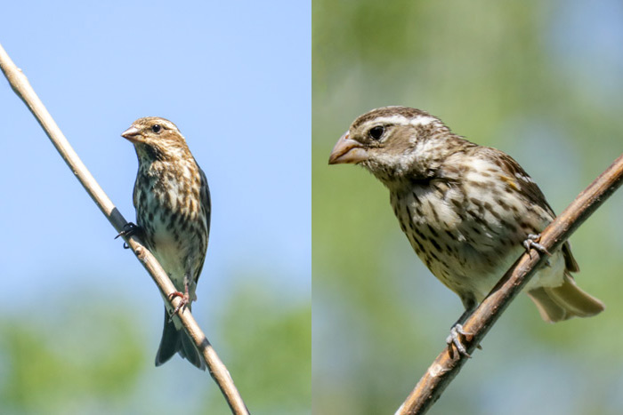 How To Tell The Difference Between The Female Purple Finch And Female Rose Breasted Grosbeak,Granton Blade Santoku Knife Uses